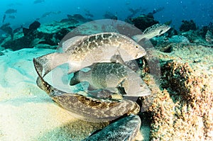 Groupers from the sea of cortez