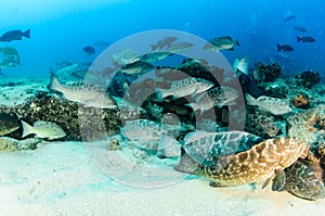 Groupers from the sea of cortez