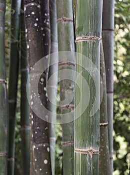 Grouping of bamboo plants