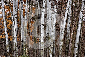 Grouping of Birch Trees photo