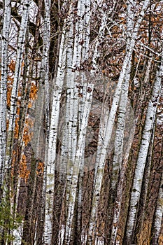 Grouping of Birch Trees photo