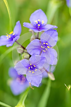 Grouping Of Bluejacket Blooms In Spring