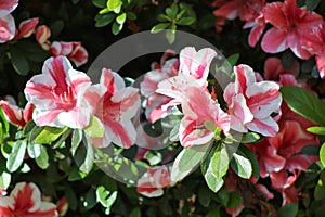 Grouping of four red, pink and white flowers.