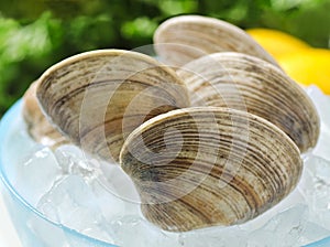 Fresh Clams