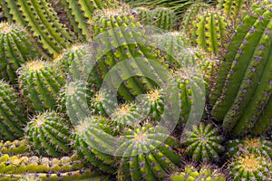 Grouping of Green Barrel Cactus photo