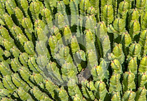 Grouping of Green Upright Cactuses