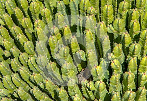 Grouping of Green Upright Cactuses photo