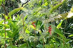 Grouping of Hawaiian Flora Haleconia Flower Plant in Tropical North Shore Oahu, Hawaii photo