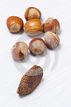 Grouping of Hazelnuts and One Brazil nut