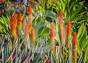 Grouping of Medicinal Orange Aloe Ferox Succulent