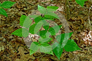 Grouping of poison ivy