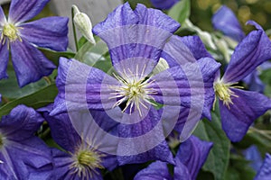 A grouping of purple cross-shaped flowers