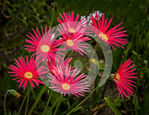 Grouping of Red African Daisies