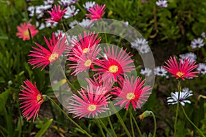 Grouping of Red African Daisies photo