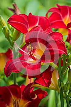 Grouping of red daylilies in Michigan garden