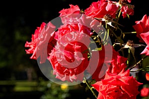 A grouping of red roses