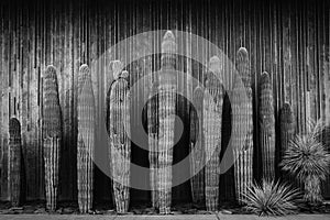 Grouping of Saguaro Cactus in Black and White