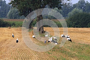 Grouping storks in dutch fields of Brummen