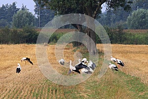 Grouping storks in dutch fields, Brummen