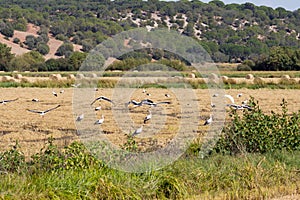 Grouping storks near SÃ£o RomÃ£o do Sado, Portugal