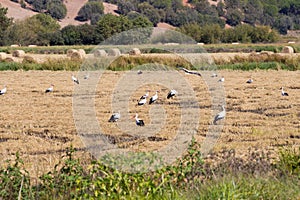 Grouping storks near SÃ£o RomÃ£o do Sado in Portugal