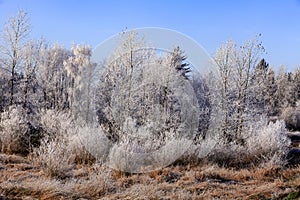Grouping of trees covered in white frost