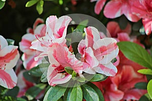 Grouping of two red, pink and white flowers.