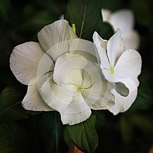 Grouping of White Vinca Flowers