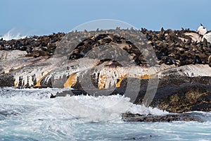 Groups of adult seals bask on the rock