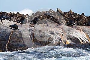 Groups of adult seals bask on the rock