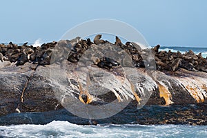 Groups of adult seals bask on the rock