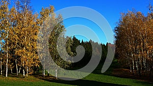 Groups of autumn silver birch trees, latin name Betula Pendula, with typicaly bright yellow fall leaves