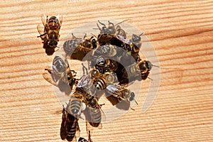 Groups of bees