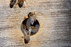 Groups of bees