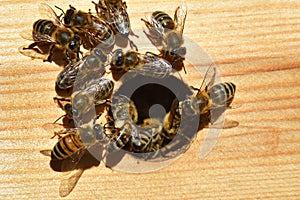 Groups of bees