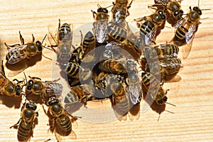 Groups of bees