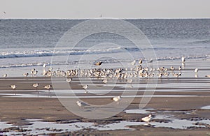 Groups of bird walking the beach