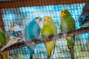Groups of budgies in an enclosure on a summer day