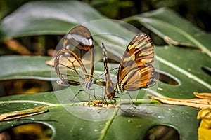 Groups of butterflies of the ithomiinae family gather on the leaves to feed on organic matter. Costa Rica