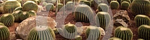 The groups of cactus in desert park