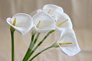 Groups of Calla flowers