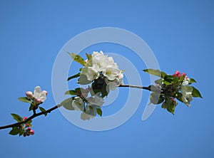 Groups of charming white blooming bloosoms and dark pink flower buds.