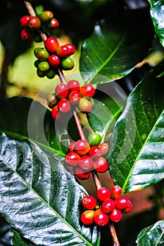 Groups of colorful coffee beans on coffe tree