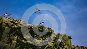 Groups of Common Murre on rocks