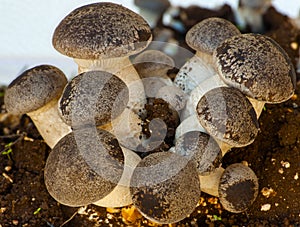 Groups cultivation of cardoncelli mushrooms