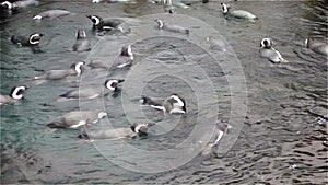 Groups of cute Magellanic penguins have fun circling in the water