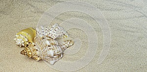 Groups of different seashells lay on the sea sand