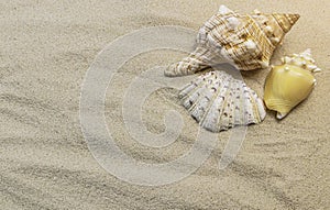 Groups of different seashells lay on the sea sand