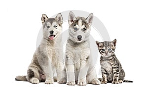 Groups of dogs, Siberian Husky puppy, Alaskan Malamute puppy