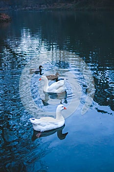 Groups of ducks and swans swimming together